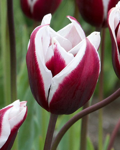 Tulipán triumph Spitsbergen 11/12, 100 kusov  